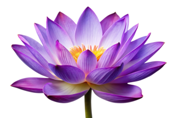 purple lotus flower image isolated on a transparent background