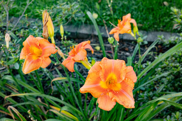 Fototapeta premium orange flowers