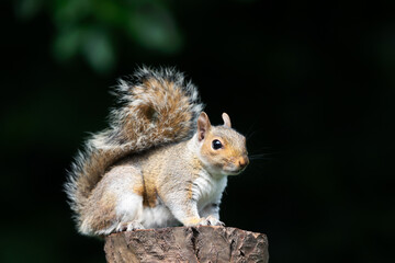 Grey squirrel standing on a tree stump