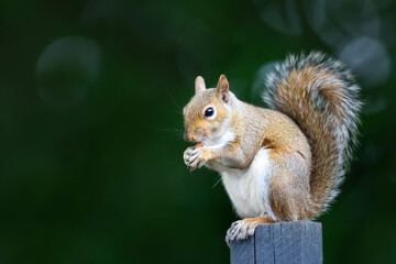 Grey squirrel eating nut on a wooden garden fence post