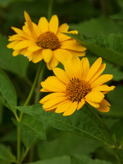 Two Cheerful Yellow Flowers with Brown Centers in Greenery