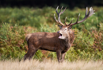 Portrait of a red deer stag calling during the rut in autumn