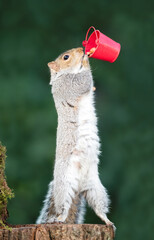Grey squirrel eating nuts from a small red bucket on a tree stump © giedriius