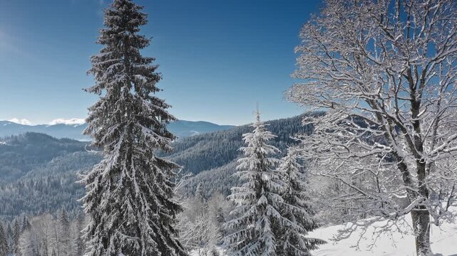 Breathtaking winter landscape featuring majestic snow covered fir trees and frosted bare tree, overlooking a serene, snow-blanketed valley under a warm sunlit sky. Winter wild nature travel background