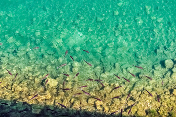 Crystal-clear water reveals a school of fish swimming over a rocky bottom in Kotor, Montenegro. The serene underwater scene captures the movement and life of the Adriatic coast