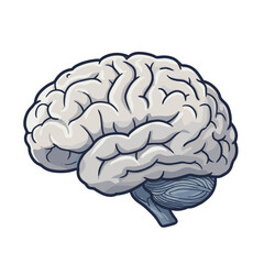 Brain illustration in detailed style featuring intricate structures  