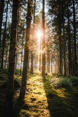 Fototapeta premium Lush forest with sun flare. Tall pine trees with green vegetation in summer. Vosges great woods in mountains in France.