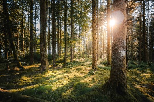 Lush forest with sun flare. Tall pine trees with green vegetation in summer. Vosges great woods in mountains in France.