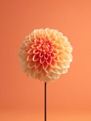 Peach Dahlia on Orange Background