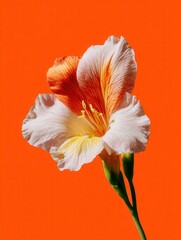 Isolated Orange and White Flower on Orange Background