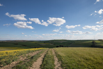 Country dirt road between mowed meadow and rapeseed field under blue sky
