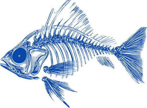 Illustration of a detailed blue fish skeleton in artistic sketch style. Vector illustration