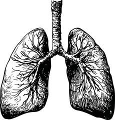 Black and white anatomical drawing of human lungs with detailed bronchi. Vector illustration