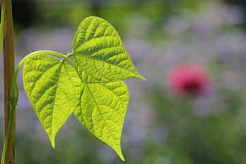 runner bean, green leaves on a branch