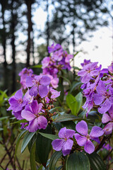 Vibrant purple Pleroma mutabile flowers covered in water droplets. The flowers have five petals and are on a bush with dark green leaves. In the background, tall trees form a blurred silhouette