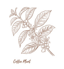 Vector coffee plant with berries beans flowers line art illustration, graphic line coffee plant combination. Coffee berries. Coffee beans. Great for any designs, textile, art, walls, package
