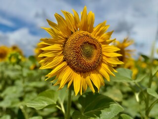 Fototapeta premium sunflower of blue sky
