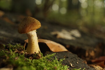mushroom in the forest