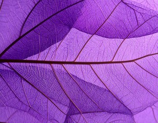 Close-up of translucent purple leaf veins