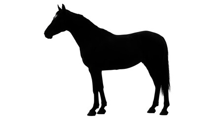 Horse Silhouette Isolated on Transparent Background

