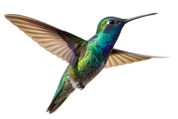 Obraz premium A vibrant hummingbird in mid flight showcasing its iridescent green and blue plumage against white background on transparent background
