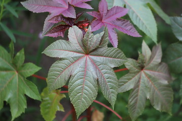 Ricinus communis, also known as castor bean or castor oil plant.