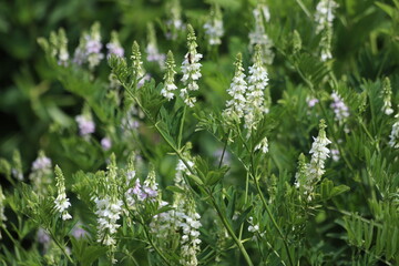 Blossoming galega officinalis, goat rue. Medicinal herb.