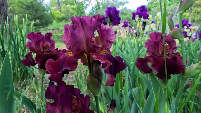 Red and brown garden Iris germanica with large flowers in the botanical collection, Odessa
