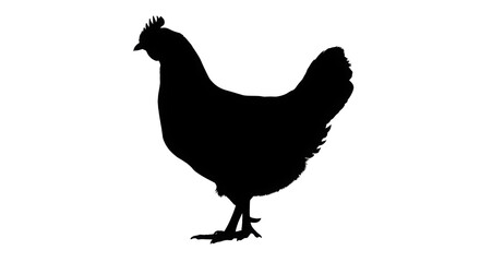 Hen Silhouette in Side Profile on Transparent Background