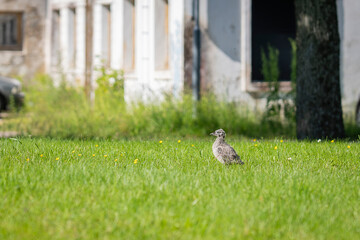 A gull chick exploring beyond the nest. Seagull chick walking in short grass. 