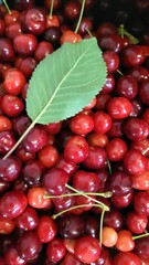 A close-up of fresh, ripe cherries piled high with a vibrant green cherry leaf nestled among them, showcasing the summer's bounty and natural colors.