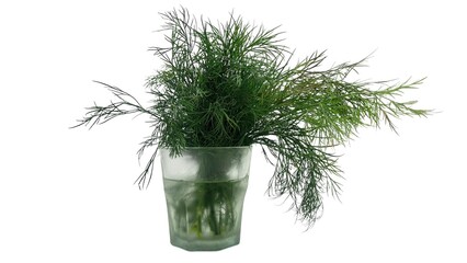 Fresh dill in a glass of water, standing in a glass on a white background, food photography...