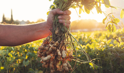 A farmer holding freshly harvested peanuts with roots in a field 