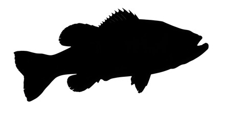 Bass Fish Silhouette  on Transparent Background