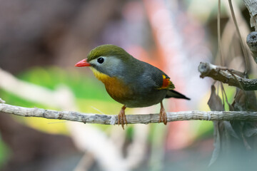 red billed leiothrix is perched on a branch on a sunny day in the tropical jungle