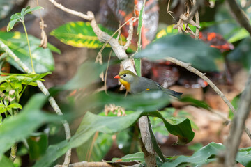 red billed leiothrix is perched on a branch on a sunny day in the tropical jungle