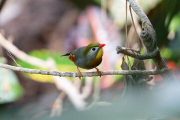 red billed leiothrix is perched on a branch on a sunny day in the tropical jungle