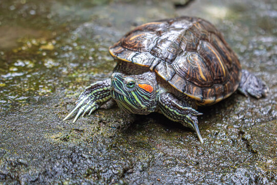 La tortuga de orejas rojas est&aacute; observando algo