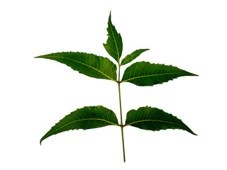 Azadirachta indica green leaf on white background