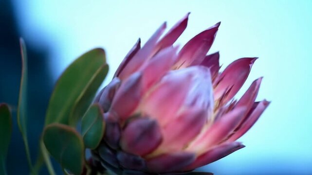 Macro closeup of pink protea flower blooming outdoors with soft focus leaves and blue background.