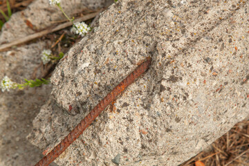 Close-up of rusty rebar embedded in broken concrete with small white flowers nearby. Contrast of decay and natural resilience