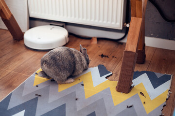 Close up view of a mess left behind by a rabbit. carpet chewed up and laying all over the ground.