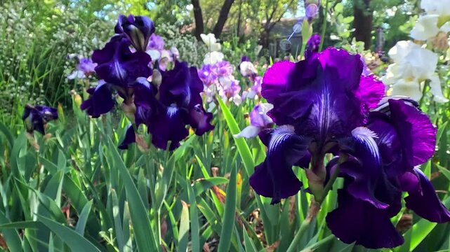 White and purple garden Iris germanica with large flowers in the botanical collection