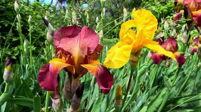 Yellow decorative garden Iris germanica with large flowers in the botanical collection, Odessa