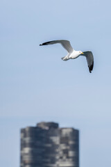 seagulls flying over lake Michigan by Chicago lake front