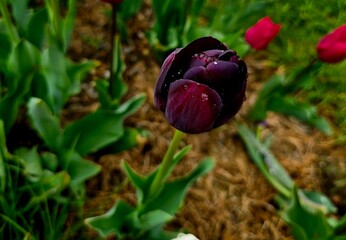red tulip in the garden