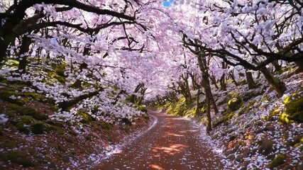 Curved dirt path under blooming pink cherry blossom trees in spring forest, soft lighting, scenic floral landscape for seasonal nature themes and romantic backgrounds