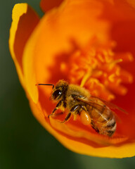 Fototapeta premium bee on poppy flower