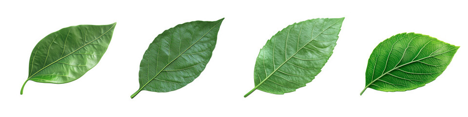 Obraz premium Green leaves clipart collection, leaves sticker pack