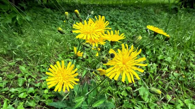 Glaucous hawkweed Hieracium glaucinum, blooming yellow flowers of a herbaceous plant in a garden